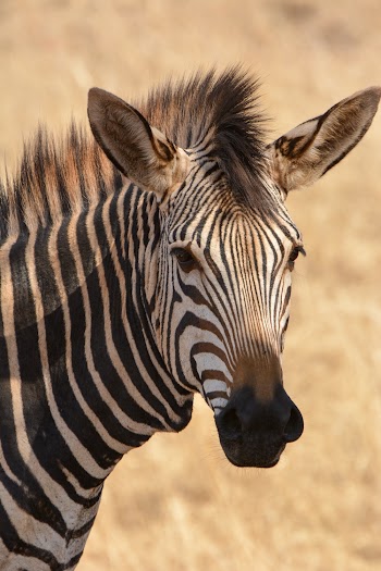 Selective Focus Close-up Photo of Zebra Head