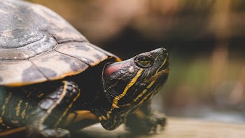 Selective Focus Close-up Photography of Red-eared  Slider Turtle