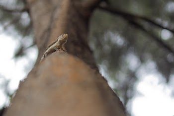 Selective focus of a lizard on the tree trunk