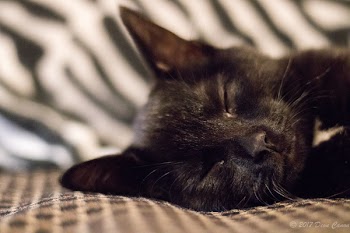 Selective Focus of Black Cat Photo