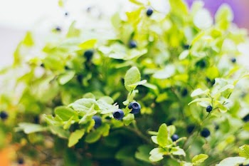 selective focus of blueberry plant