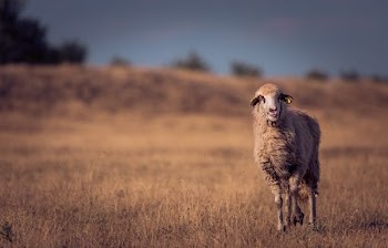 selective focus of brown animal walking on green grass field