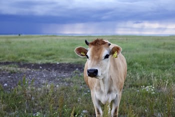 Selective Focus of Cow Photo