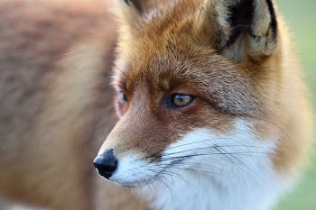 selective focus of fox