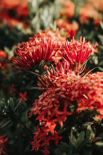 selective focus of ixora flowers