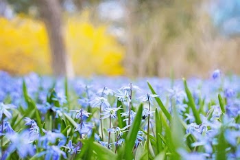 Selective Focus of Lavender Petal Flowers