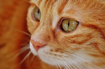 Selective Focus of Orange Tabby Cat