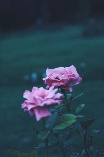 selective focus of pink petaled flowers with leaves
