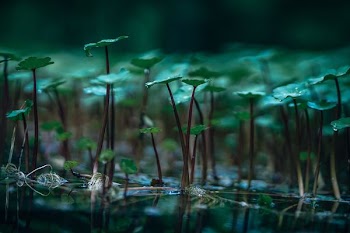 selective focus of plants