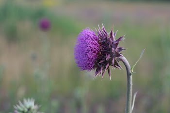selective focus of purple flower