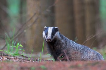 selective focus of skunk near tree