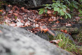 Selective Focus of Squirrel