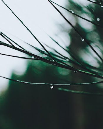 Selective Focus of Stem