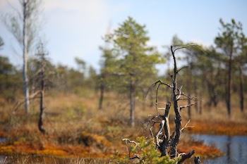 Selective Focus of Tree Trunk