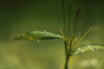 Selective Focus of Water on Leaf