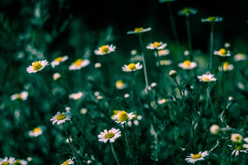 Selective Focus of White Petaled Flowers