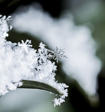 Selective Focus of White Snowflakes