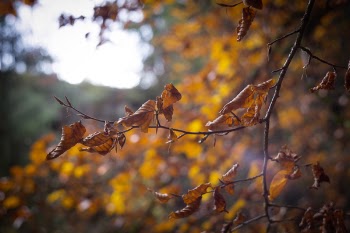 Selective Focus of Withered Leaves of Tree