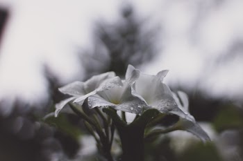 Selective Focus Phogograph of White Petaled Flower