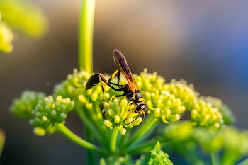 Selective Focus Photo Black and Yellow Mud Dauber on Green Plant
