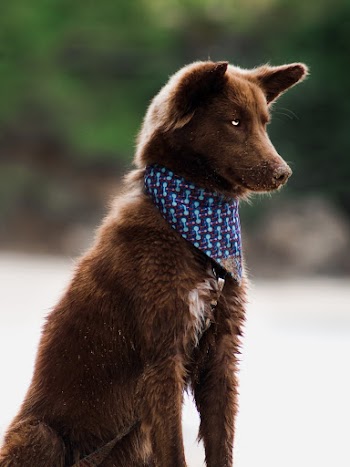 Selective Focus Photo of a Brown Dog in Blue Bandana Sitting