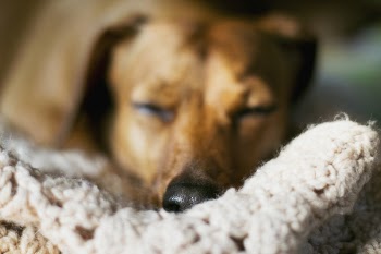 Selective Focus Photo Of A Dog