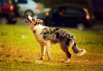 Selective Focus Photo Of A Dog