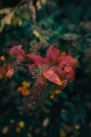 Selective Focus Photo of a Flower