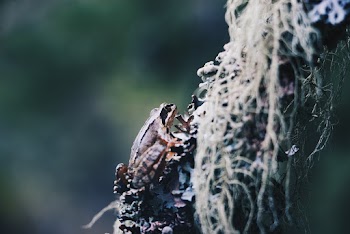 Selective Focus Photo of a frog