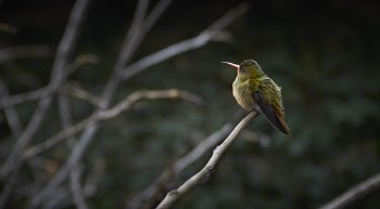 Selective Focus Photo of a Little Green and Black Bird Perched on Branch