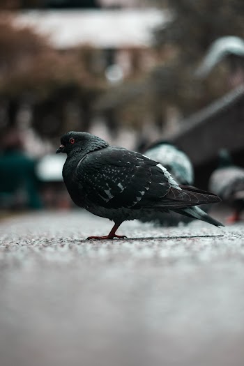 Selective Focus Photo of a Pigeon