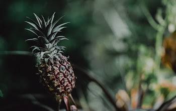 Selective Focus Photo of a Pineapple