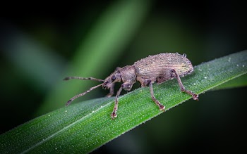 Selective Focus Photo of a Weevil on Green Leaf