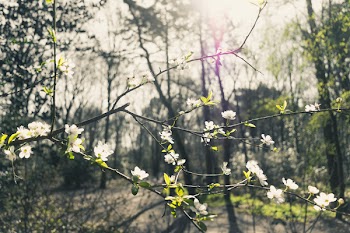 Selective Focus Photo of a White-flowering Tree in the Middle of Woods during Day