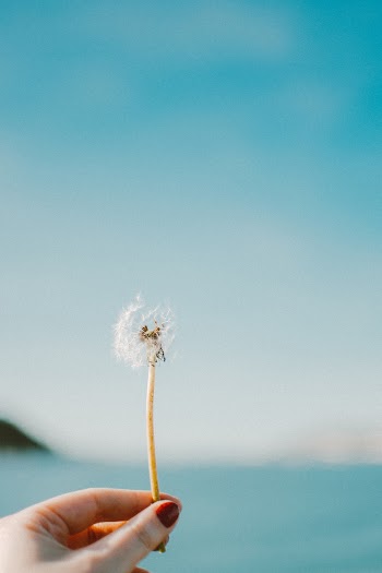 Selective Focus Photo of a Woman's Hand Holding a White Dandelion Seed