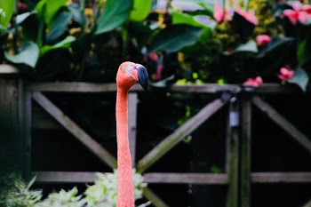 Selective Focus Photo of American Flamingo