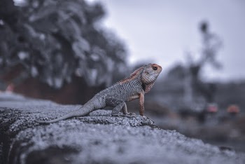 Selective Focus Photo of an Iguana