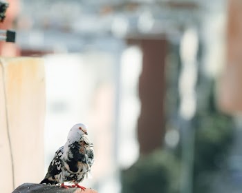 Selective Focus Photo Of Bird