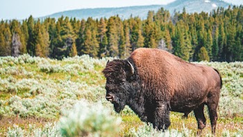 Selective Focus Photo of Bison