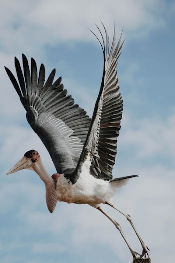Selective Focus Photo of Black and White Flying Bird