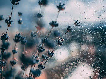 Selective Focus Photo of Blue Flowers