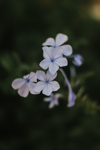 Selective Focus Photo of Blue Periwinkle Flower 