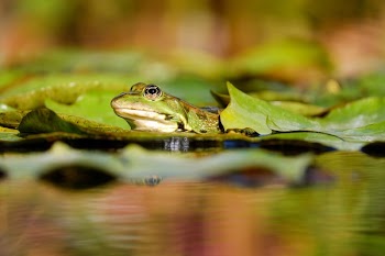 Selective Focus Photo of Brown and Green Frog