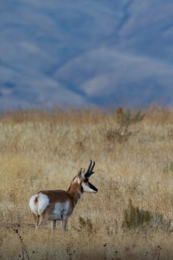 Selective Focus Photo of Brown and White Deer on Grass Field