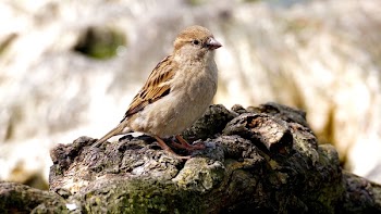 Selective Focus Photo of Brown Bird