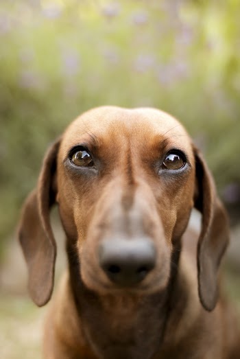 Selective Focus Photo of Brown Dachshund