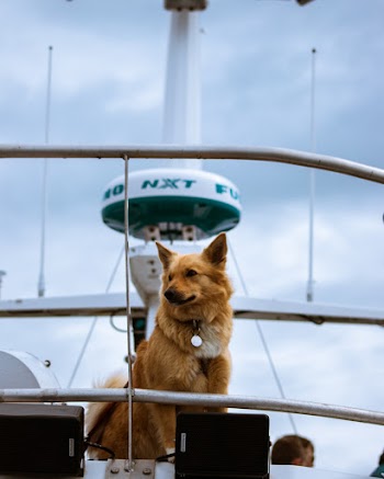 Selective Focus Photo of Brown Dog