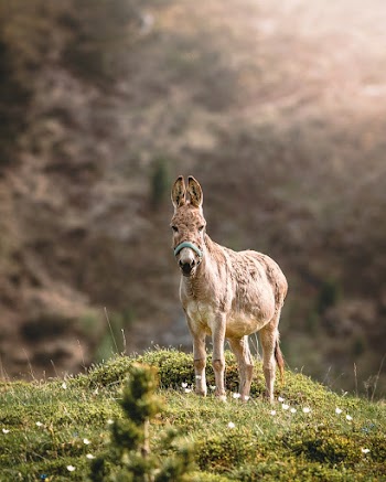 Selective Focus Photo of Brown Donkey