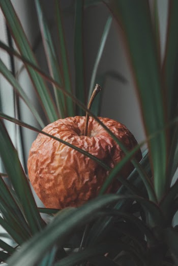 Selective Focus Photo of Brown Fruit