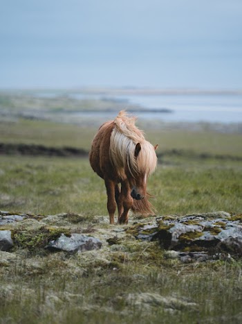 Selective Focus Photo of Brown Horse